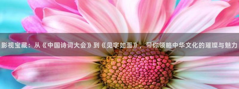 老湿影院48x：影视宝藏：从《中国诗词大会》到《见字如面》，带你领略中华文化的璀璨与魅力