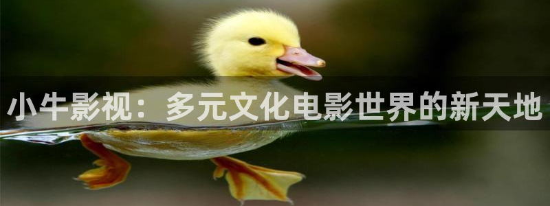 老湿机视频在线观看：小牛影视：多元文化电影世界的新天地